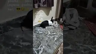 Hardworking kalu🐰🧹 #youtube  #rabbit #shorts #viral #trending #bunny #funny #cute #story