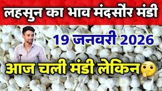 लहसुन का भाव मंदसौर मंडी 19 जनवरी 2026 | Lahsun ka bhav | Garlic Rate Today #mandsaur_mandi_bhav 