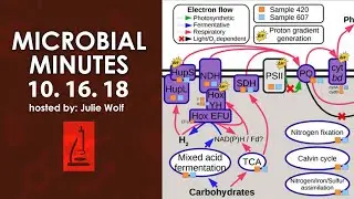 Ancient viruses, addiction, and underground cyanobacteria - Microbial Minutes