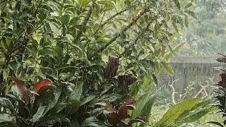 NO ADS - Peaceful Backyard Rain Ambience | Gentle Rain & Soft Thunder for Sleep and Relaxation