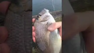Scup Catch