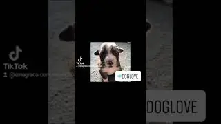 Video de cachorro chorando (C&atilde;o fofo chorando)