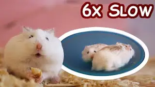 Hamster in Slow Motion vs Reality
