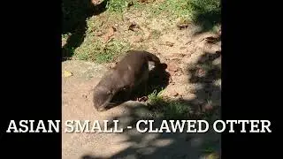 Australian Animals - MOGO ZOO cute OTTERS