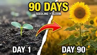 Sunflower Time-Lapse: 90 Days From Seedling to Bloom In 90 Seconds