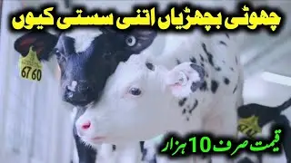 Cow Baby Calf Farming Karnay Ka Tarika Pushu Mandi Punjab- Best Business In Pakistan- Cow Mandi 2025