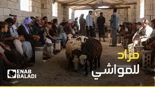 معرض ومزاد لبيع المواشي في ريف إدلب