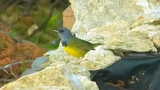 Mourning Warbler - Pat O'Neil's Video Bird ID's