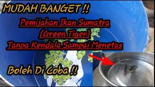 cara pemijahan ikan sumata (green tiger) sampai menetas #ikanhias