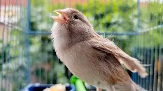 Canary Singing Training For First Time Young Canary | Best Canary Singing For Training