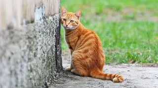 Why Do Cats Leave Home to Die? The Truth Behind the Mystery