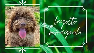 le razze dei nostri cani - il LAGOTTO ROMAGNOLO