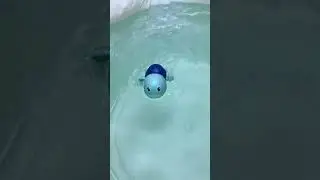 Kibtoy Turtle Bath Toy