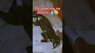 Follow sleep😴🗣️ command first time labrador dog🦮#shorts#training#dog#doglover#youtube#viral#pet