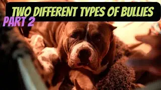 Two Different Styles of Bully Part 2