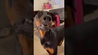 What is Owning a Doberman Really Like?