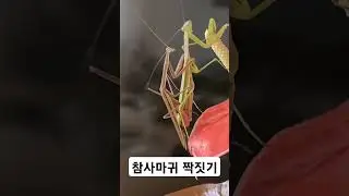참사마귀 짝짓기 #참사마귀 #짝짓기 #mantis #insect #mating #coupling