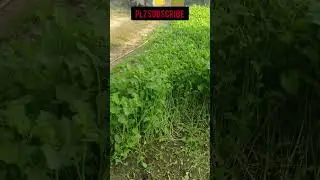 green fodder for cattle #shorts #shortsfeed #nature