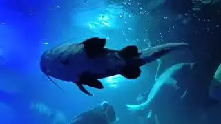 కేరళ # onam festival  exhibition #   ఎక్కడ చూడలేని  కలర్ ఫుల్ బిగ్ fishes# స్పెషల్ vedio  dont miss 