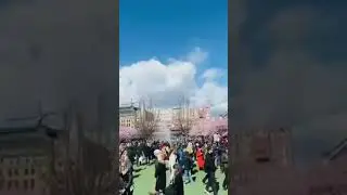 Hari bunga sakura di Swedia #video #viral #vlog #trending #short #shorts #youtubeshorts #youtube