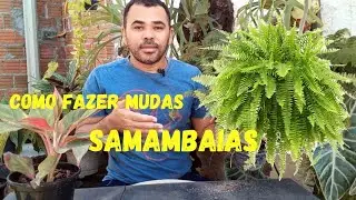 COMO FAZER MUDAS DE SAMAMBAIA FÁCIL. MELHOR MANEIRA DE REPRODUZIR E PROPAGAR SAMAMBAIA.