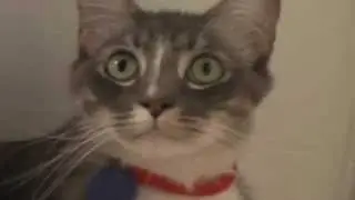 Cats try to catch fly