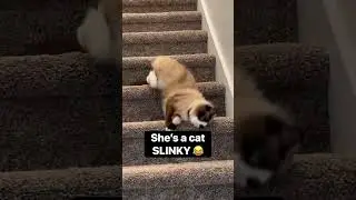 She&rsquo;s a slinky cat! 😍 #slinky #slinkycat #funnycatvideos #catvideos #cat