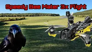 Speedy Bee Master 3X - Cruising with crows 4K