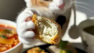 Cat's Poop Eating Mukbang（猫猫的臭臭吃播）