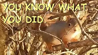 Norwegian squirrel gets too greedy...