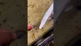 Aligator platinum memangsa ikan kecil, Hand Fish!
