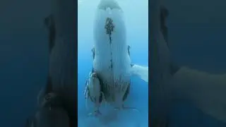 Blue Whale 🐋 with baby Whale 🐳🤯🤍 #bluewhale