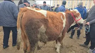 BUVAYDA YANGIQORGʻON BOZORI SMENTAL BUQALAR JUDA SEROB😱✅️