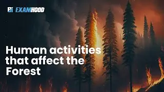 Human activities that affect the Forest