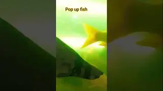 Pop up sea fish 🐠🐟😲#amusement #fish