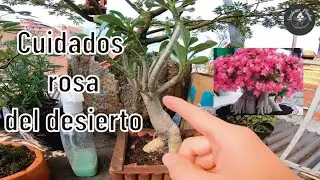 &iquest;C&oacute;mo cuidar Rosa Del Desierto? Adenium obesum