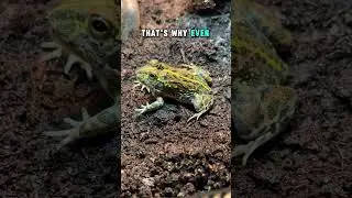 How Do Frogs Eat?