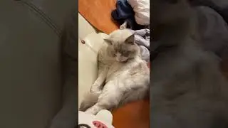 His cleaning himself #cat #kitten #cutecat #爱猫的人们 @prayerstodayofficial @viralshorts8950 @MrBeast