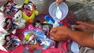 Oh god so weak that the monkey child was given an oralite intake
