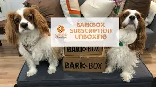 BarkBox Dog Toy & Treat Subscription Unboxing