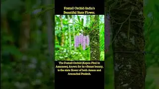 #FoxtailOrchid #StateFlower #Assam #ArunachalPradesh #NortheastIndia #OrchidsOfIndia #IndianFlora