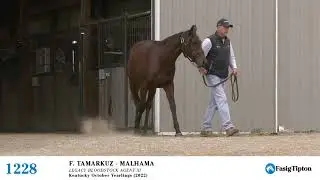 Hip #1228 - Filly by Tamarkuz - Malhama