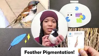 Magnificent Melanin! Let's Learn About Feather Pigmentation