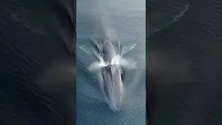 blue whale Atlantic Ocean
