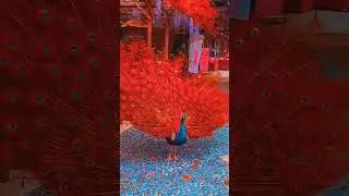 Peacock with Red Feather #more #peacock #bird #beautiful #nature #devotional #krishna #govind #hare