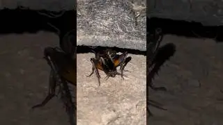 Cricket making noise up close ￼