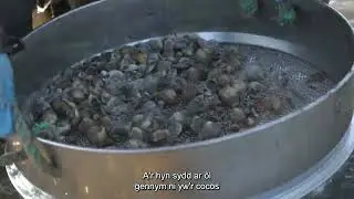 Our Dee Estuary Cockle Film - Welsh