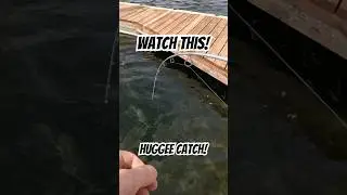 Huge bass on a jig!! #bassfishing #fishingbait #fishing #bass #basspumping