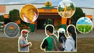Seed Production Management in Corn