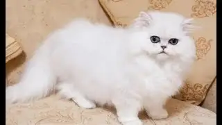 do cats need to mate to get pregnant?